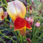 Cytisus scoparius 'Palette'