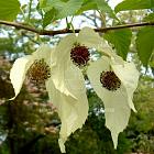 Davidia involucrata
