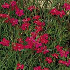 Dianthus deltoides 'Flashing Light'