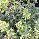 Euphorbia 'Ascot Rainbow'