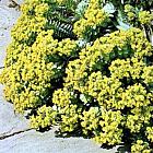 Euphorbia myrsinites