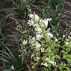Exochorda racemosa 'Niagara' (R)