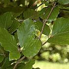 Fagus sylvatica 'Dawyck'