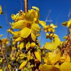 Forsythia intermedia 'Week-End'