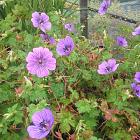 Geranium 'Pink Penny'