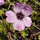 Geranium cinereum 'Ballerina'