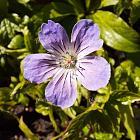 Geranium nodosum