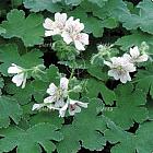 Geranium renardii