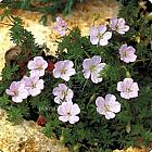 Geranium sanguineum var. striatum