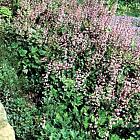 Heucherella alba 'Bridget Bloom'