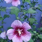 Hibiscus syriacus 'Purple Pillar'
