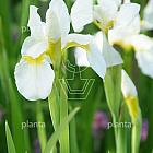 Iris sibirica 'Butter and Sugar'