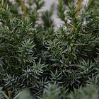 Juniperus chinensis 'Blue Alps'