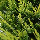 Juniperus media 'Gold Coast'