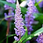 Liriope muscari 'Ingwersen'