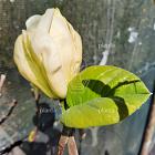 Magnolia 'Yellow River'