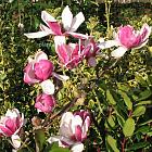 Magnolia denudata 'Fragrant Cloud'