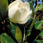 Magnolia grandiflora 'Galissonnière'
