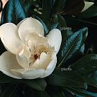 Magnolia grandiflora 'Goliath'