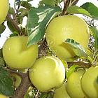 Malus domestica 'Golden Delicious'