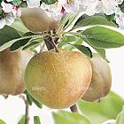 Malus domestica 'Schone van Boskoop'