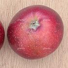 Malus domestica 'Sterappel'