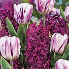 Mengsel Tulipa/Hyacinthus 'Sweet Purple'