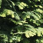 Metasequoia glyptostroboides