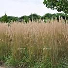 Molinia arundinacea 'Karl Foerster'