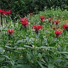 Monarda 'Jacob Cline'