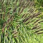 Pennisetum alopecuroides 'Black Beauty'