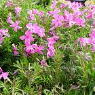 Phlox subulata 'MacDaniel's Cushion'