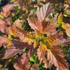 Physocarpus opulifolius 'Amber Jubilee'
