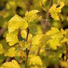 Physocarpus opulifolius 'Dart's Gold'
