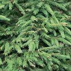 Picea abies