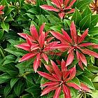 Pieris japonica 'Mountain Fire'