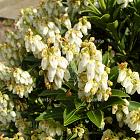 Pieris japonica 'Prelude'