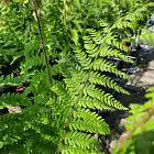 Polystichum setiferum