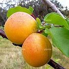 Prunus armeniaca 'Tros Oranje'