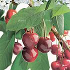 Prunus cerasus 'Meikers'