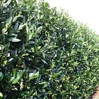 Prunus laurocerasus 'Herbergii'