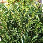 Prunus laurocerasus 'Caucasica'