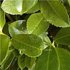 Prunus laurocerasus 'Etna'