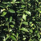 Prunus laurocerasus 'Genolia Mariblon'