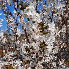 Prunus nipponica 'Brilliant'