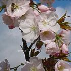 Prunus serrulata 'Sunset Boulevard'