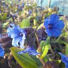 Pulmonaria 'Blue Ensign'