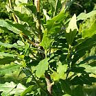Quercus robur 'Fastigiate Koster'