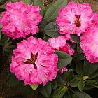 Rhododendron 'Alfred'