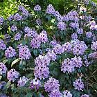 Rhododendron 'Blue Peter'
